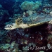 turtle_green_er_h_0705_png1078.jpg
